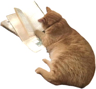 [Image ID: A cat with its back turned to the viewer, looking at a book. It has a paw situated in the middle of the two pages, giving the impression that it is reading. End ID.]