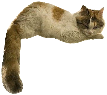 [Image ID: A sleeping cat. End ID.]