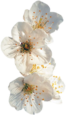 [Image ID: Four snowdrop anemone flowers. One of the flowers is nearly concealed by two others. End ID.]