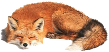 [Image ID: A sleeping fox. End ID.]